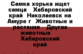 Самка хорька ищет самца - Хабаровский край, Николаевск-на-Амуре г. Животные и растения » Другие животные   . Хабаровский край